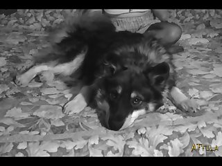 Animal Planet Sex Song