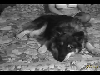 Animal Planet Sex Song