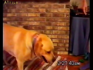 Love Animal Sex