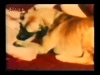 Bobby Deol Sex Scenes In Animal