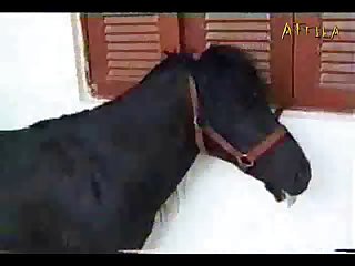 Animal Ranbir Kapoor Sex Scene