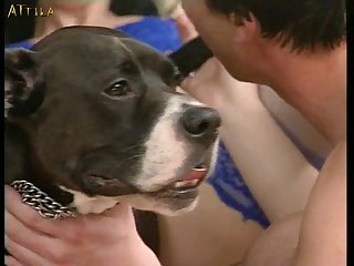 Animal Sex Bull