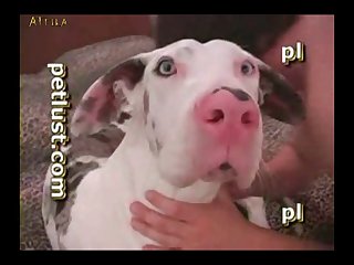 Animal Sex Animetion