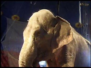 Bna Brand New Animal Sex