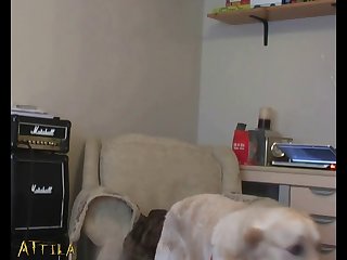 Sex Sexy Animal