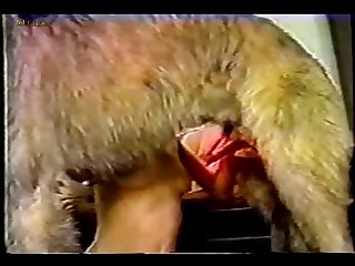 Animal Zoo Gay Sex