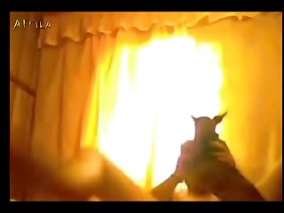 Funny Animal Sex Meme