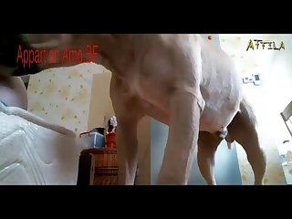 Animal Crossing Sex Xxx