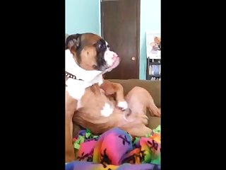 Sex Anime With Animal