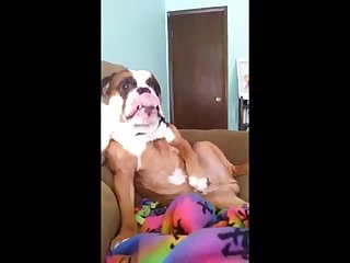 Sex Anime With Animal