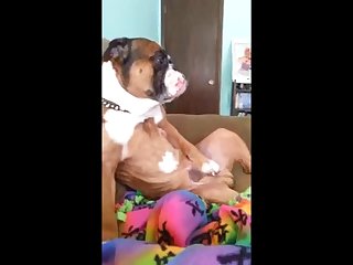 Sex Anime With Animal
