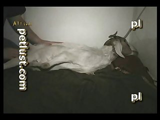 Free Video Sex Animal