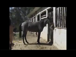 Animal Sex Sfm