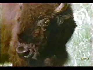 Different Animal Having Sex
