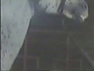 Animal Crossing New Leaf Sex