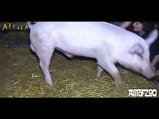 Animal Sex Porn Vid
