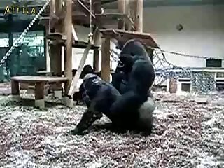 Animal Human Sex