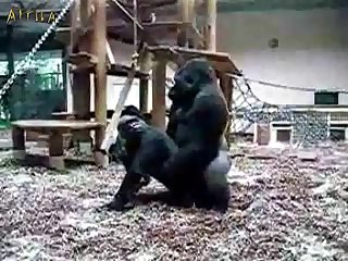 Animal Human Sex
