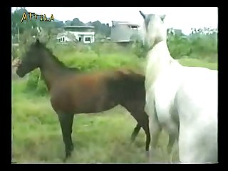 Crazy Sex Animal