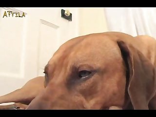 Animal Sex Comic Porn