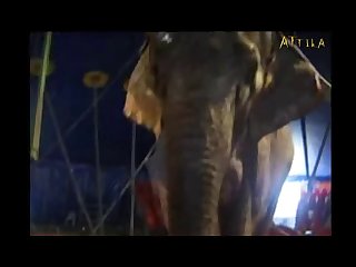 Animal Mother Sex