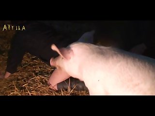 Facts About Animal Sex