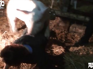 Man X Animal Sex