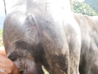 Best Zoo Porn Compilation