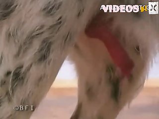 Watch Animal Porn Video