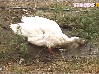 Animal Porn Vk