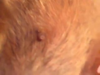 Animal Blowjobs Porn