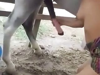 Animal Gey Porn