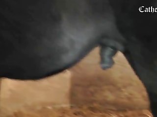 Animal Passion Porn
