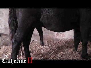 Animal Porn Illegal