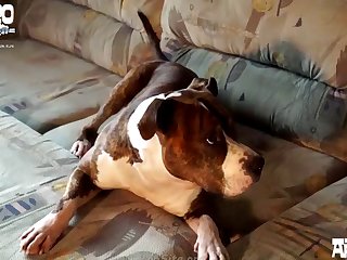 X Videos Zoofilia Negro