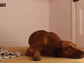 Es La Zoofilia Ilegal