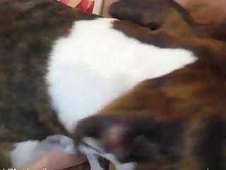 Zoofilia Penetrando Animales