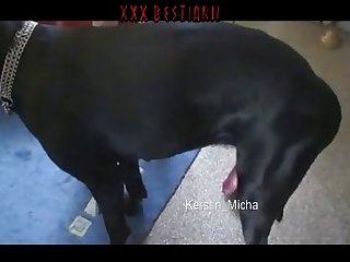 Animal Sex Porne
