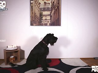 Man Fucking Animal Sex