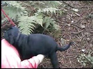 Cavalo Comendo Buceta