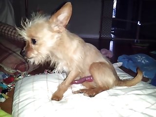 Filme Porno Animal