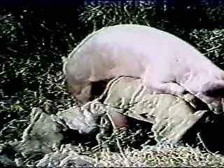 Mascota Xxx