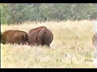 Bison Bull Mating 0 21 Mpeg